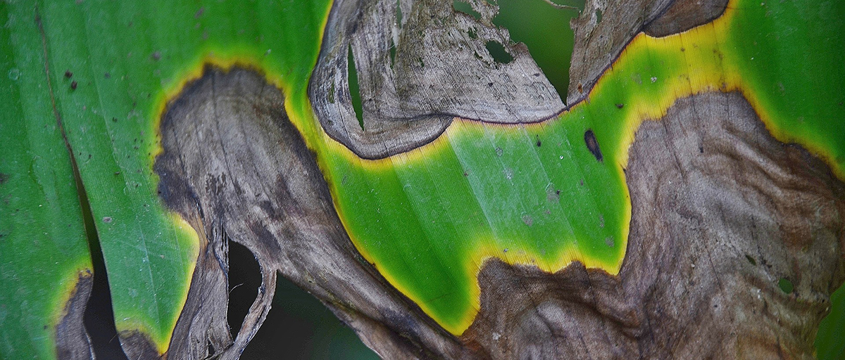 Searles How to control and treat leaf burn